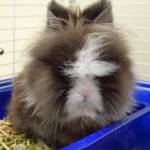 Don King is going to need an adopter who will help him keep his signature hairstyle in shape with daily brushing. He is rather handsome, dont you think? He likes to nibble on timothy hay and should have an unlimited supply throughout the day. Don has been using the litter box in his cage really well. Don came back to us not liking his new room mate. This sassy bunny would prefer to be the only bunny in a home. All of our Rabbits come spayed/neutered and micro-chipped prior to adoption. Come and meet him! (Arleigh Movitz/Everett Animal Shelter)