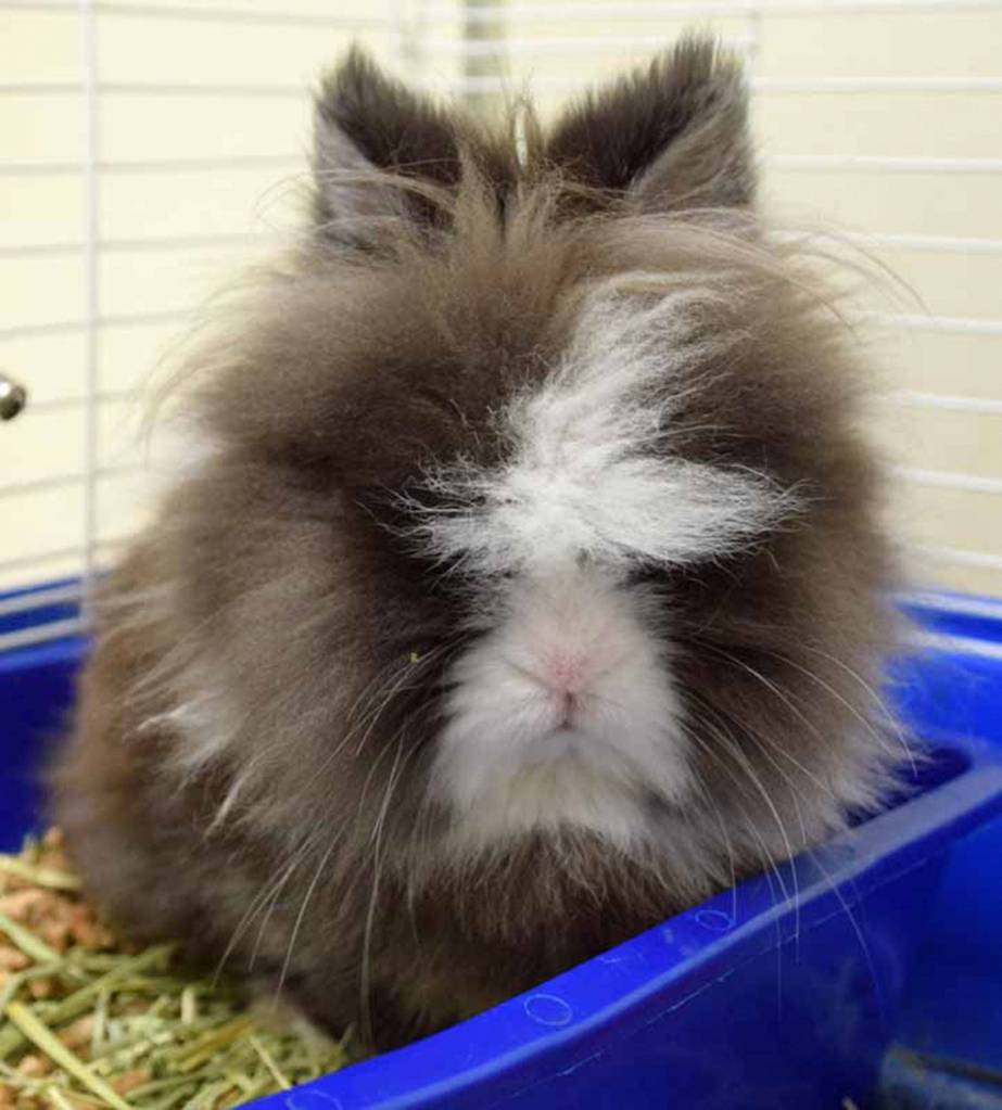 Don King is going to need an adopter who will help him keep his signature hairstyle in shape with daily brushing. He is rather handsome, dont you think? He likes to nibble on timothy hay and should have an unlimited supply throughout the day. Don has been using the litter box in his cage really well. Don came back to us not liking his new room mate. This sassy bunny would prefer to be the only bunny in a home. All of our Rabbits come spayed/neutered and micro-chipped prior to adoption. Come and meet him! (Arleigh Movitz/Everett Animal Shelter)