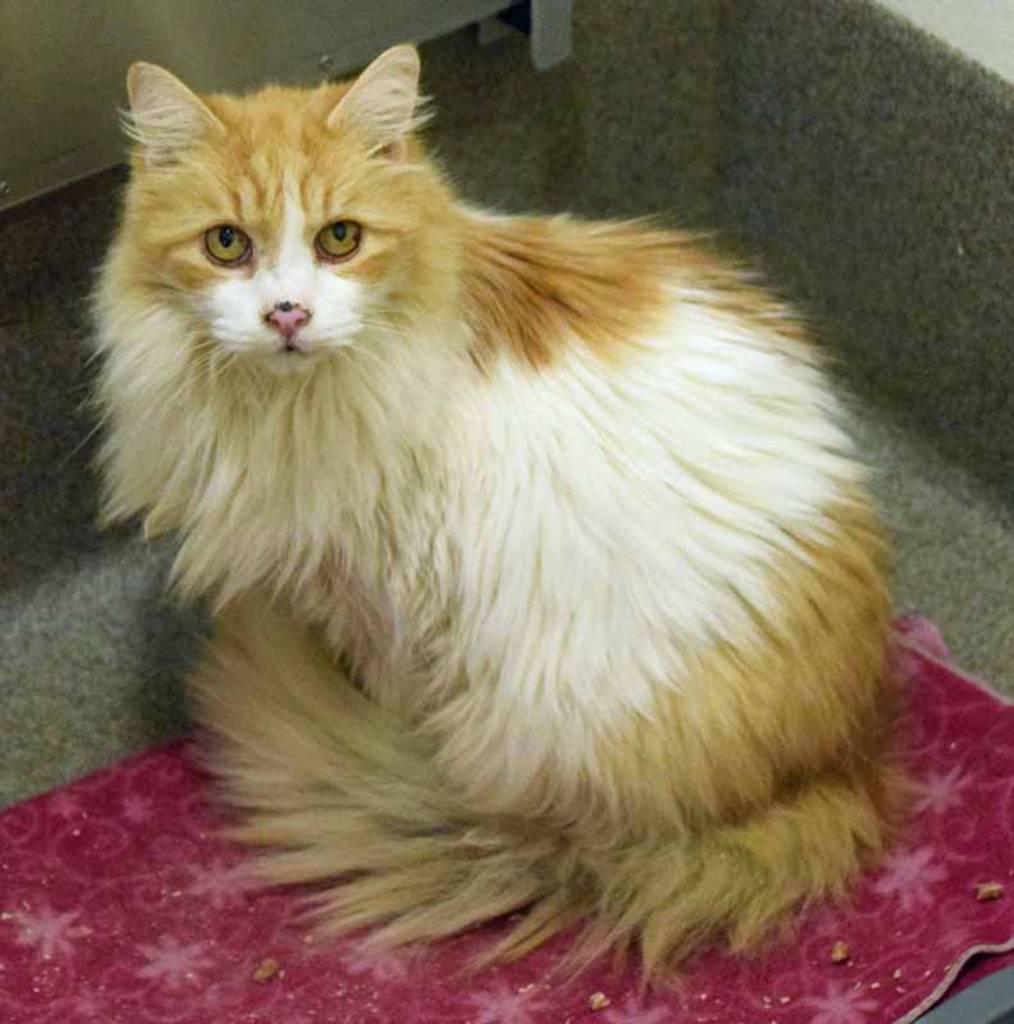 Donald and Wit are two loving senior cats who are looking for a loving forever home! These two are very close friends and we want to make sure they stay together. They both love chin scratches and head/back rubs. Get to know these boys and theyll snuggle right up to you! As with every cat, we recommend a slow and cautious introduction to any other animals already living in the home. (Arleigh Movitz/Everett Animal Shelter)