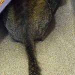 5 year old Ernie is a mellow guy. He enjoys the company of staff and volunteers but he prefers to sit next to you. He will need a gradual introduction to any resident pets or young kids. (Arleigh Movitz/Everett Animal Shelter)