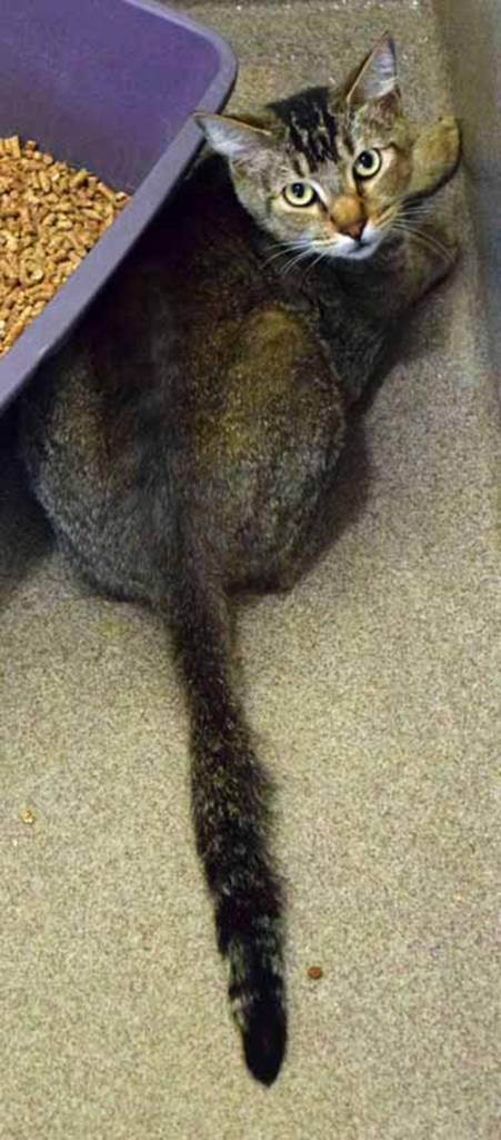 5 year old Ernie is a mellow guy. He enjoys the company of staff and volunteers but he prefers to sit next to you. He will need a gradual introduction to any resident pets or young kids. (Arleigh Movitz/Everett Animal Shelter)