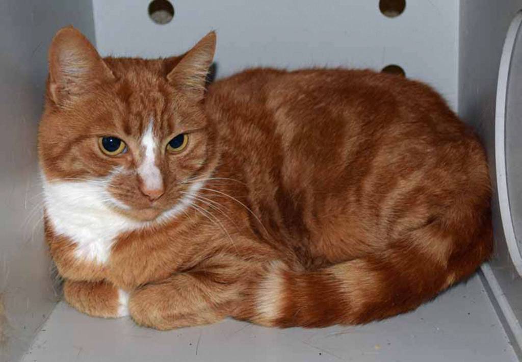Are you wondering where Gopher is? You may find her in a little hidey-hole, just like a real gopher! She is a quiet gal and would probably like a calm home and a warm person to snuggle. (Arleigh Movitz/Everett Animal Shelter)