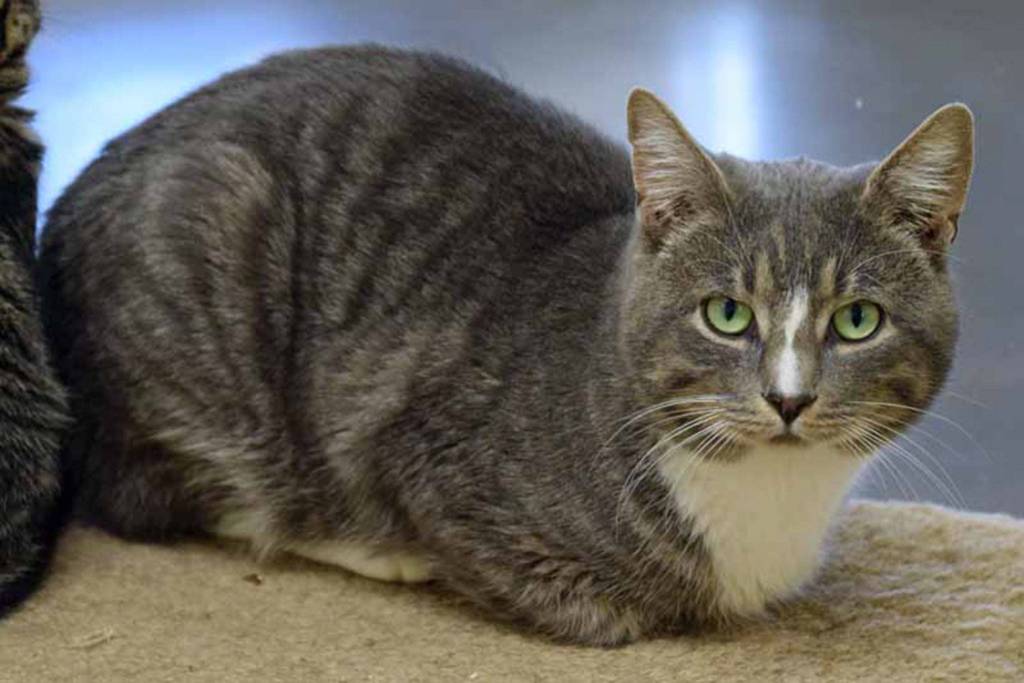 3 year old Jingle is a friendly guy. He enjoys hanging out with staff and volunteers. We do not know here history with other pets or young kids. They will need a slow introduction. (Arleigh Movitz/Everett Animal Shelter)