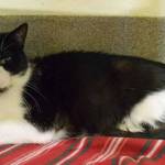 4 year old Montana is a friendly cat. His history with other pets and young kids is unknown. All he asks for is a patch of sun, a soft bed and a lap to sit in and watch his favorite movies. (Arleigh Movitz/Everett Animal Shelter)