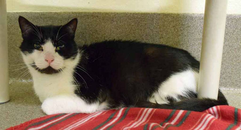 4 year old Montana is a friendly cat. His history with other pets and young kids is unknown. All he asks for is a patch of sun, a soft bed and a lap to sit in and watch his favorite movies. (Arleigh Movitz/Everett Animal Shelter)