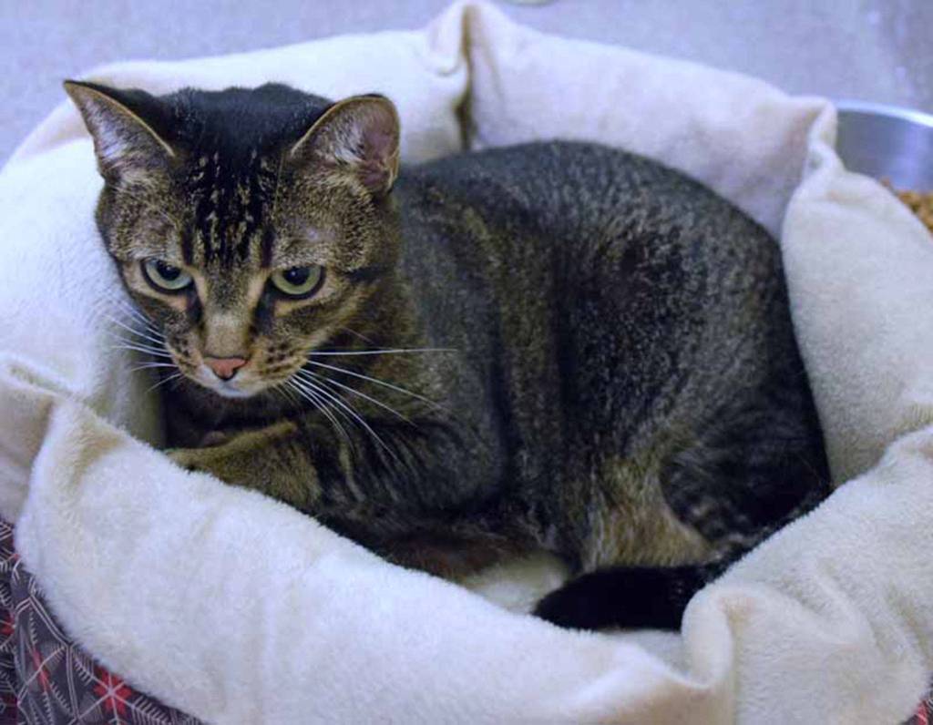 Purcy is a sweet girl looking for her forever home! She has tolerated living with kids, other cats and dogs in a previous home, but tends to hide from dogs. We recommend a slow and cautious introduction to any kids or resident pets. She would love a quieter home where she can snuggle up and enjoy the love from her new people. (Arleigh Movitz/Everett Animal Shelter)