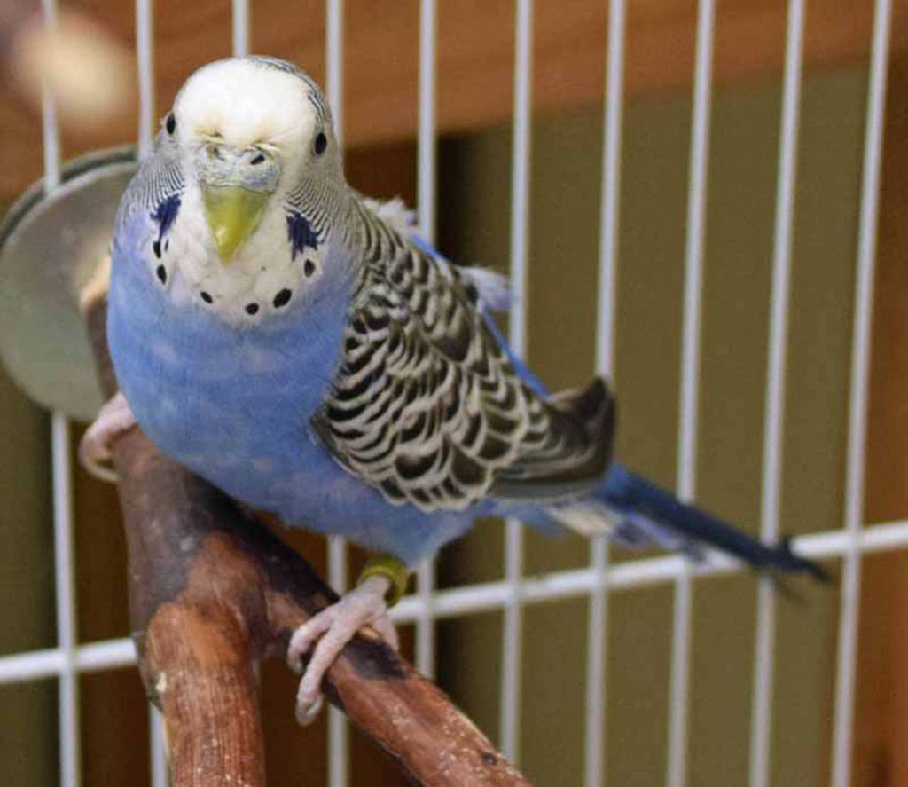Sam is a 5 year old male parakeet who has a cage mate named Sassi. Together they will delight you with their antics and songs. (Arleigh Movitz/Everett Animal Shelter)