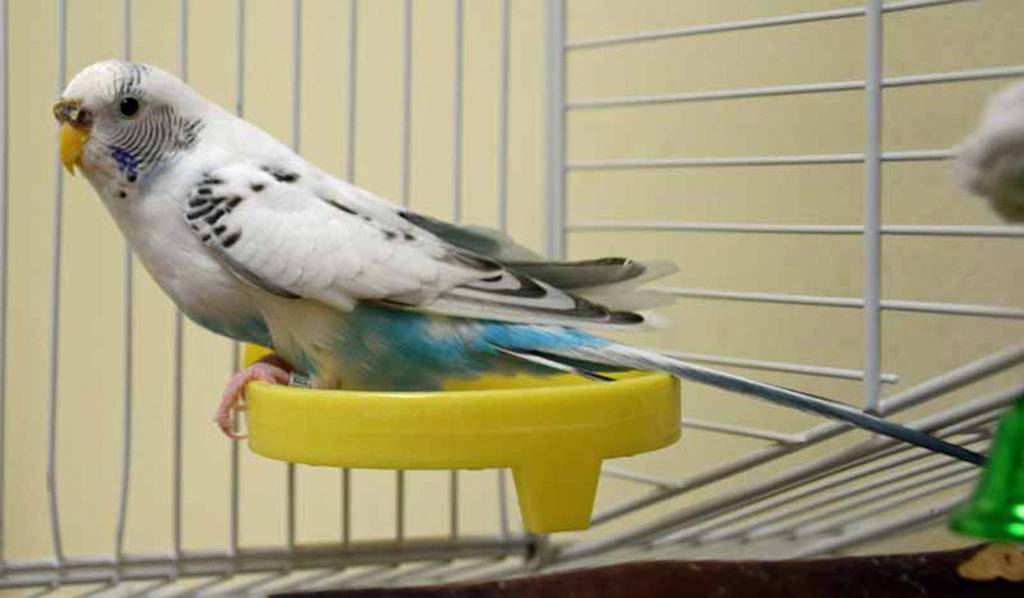 Sassi is a 5 year old female parakeet who has a cage mate named Sam. Together they will delight you with their antics and songs. (Arleigh Movitz/Everett Animal Shelter)