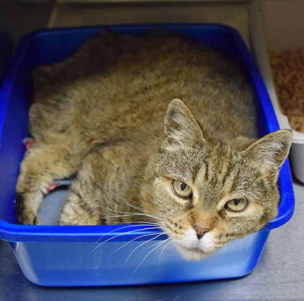 10 year old Sweet Potato is a laid back mellow senior gal. She enjoys hanging out with staff and volunteers. We do not know her history with other pets or young kids. They will need a slow introduction. (Arleigh Movitz/Everett Animal Shelter)