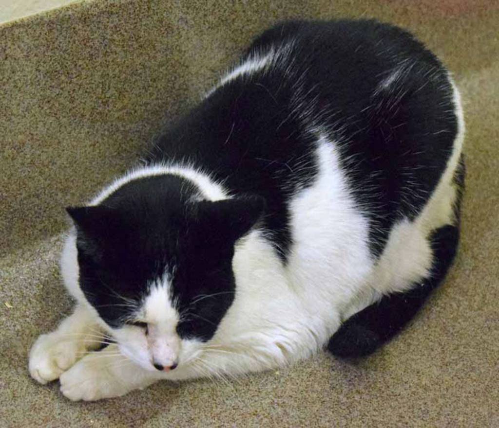 Wit and Donald are two loving senior cats who are looking for a loving forever home! These two are very close friends and we want to make sure they stay together. They both love chin scratches and head/back rubs. Get to know these boys and theyll snuggle right up to you! As with every cat, we recommend a slow and cautious introduction to any other animals already living in the home. (Arleigh Movitz/Everett Animal Shelter)