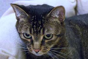 Consider adopting these pets from Everett Animal Shelter