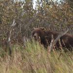 Big brown bears are common along the Sandy River because of the big runs of salmon and steelhead. (Mike Benbow photo)
