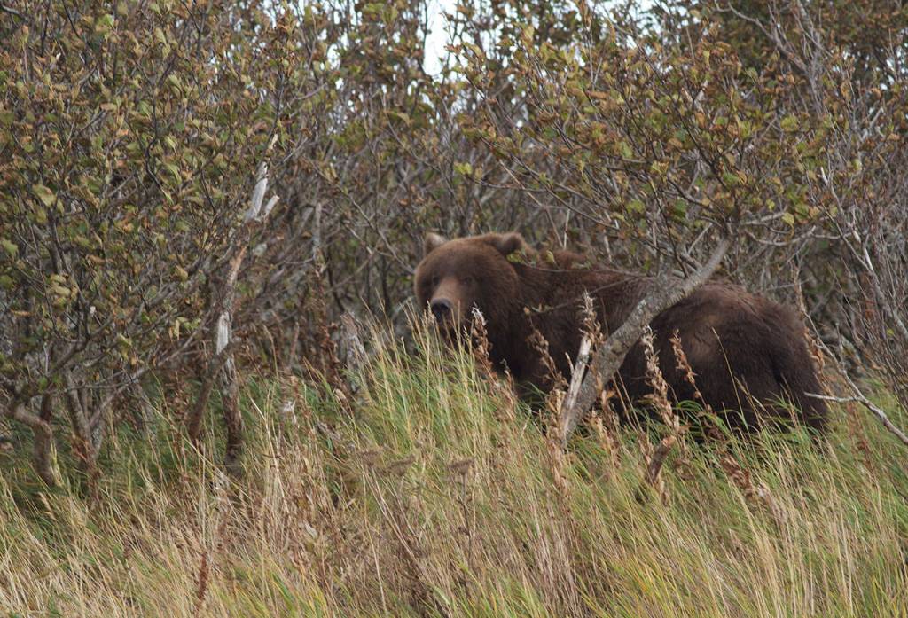 Big brown bears are common along the Sandy River because of the big runs of salmon and steelhead. (Mike Benbow photo)