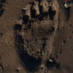 A brown bear footprint along the riverbank. (Mike Benbow photo)