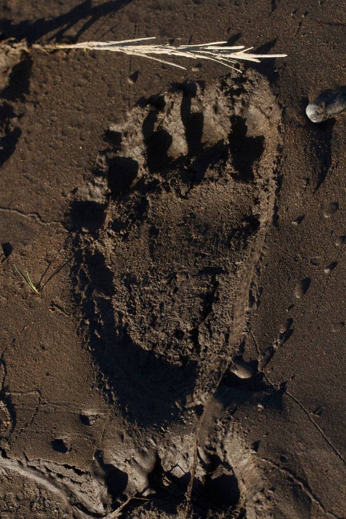 A brown bear footprint along the riverbank. (Mike Benbow photo)