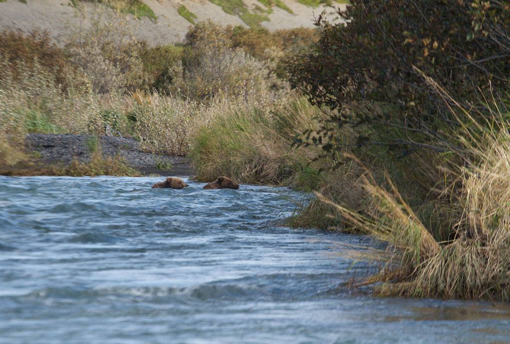 Two young brown bears follow their mother across the river. (Mike Benbow photo)