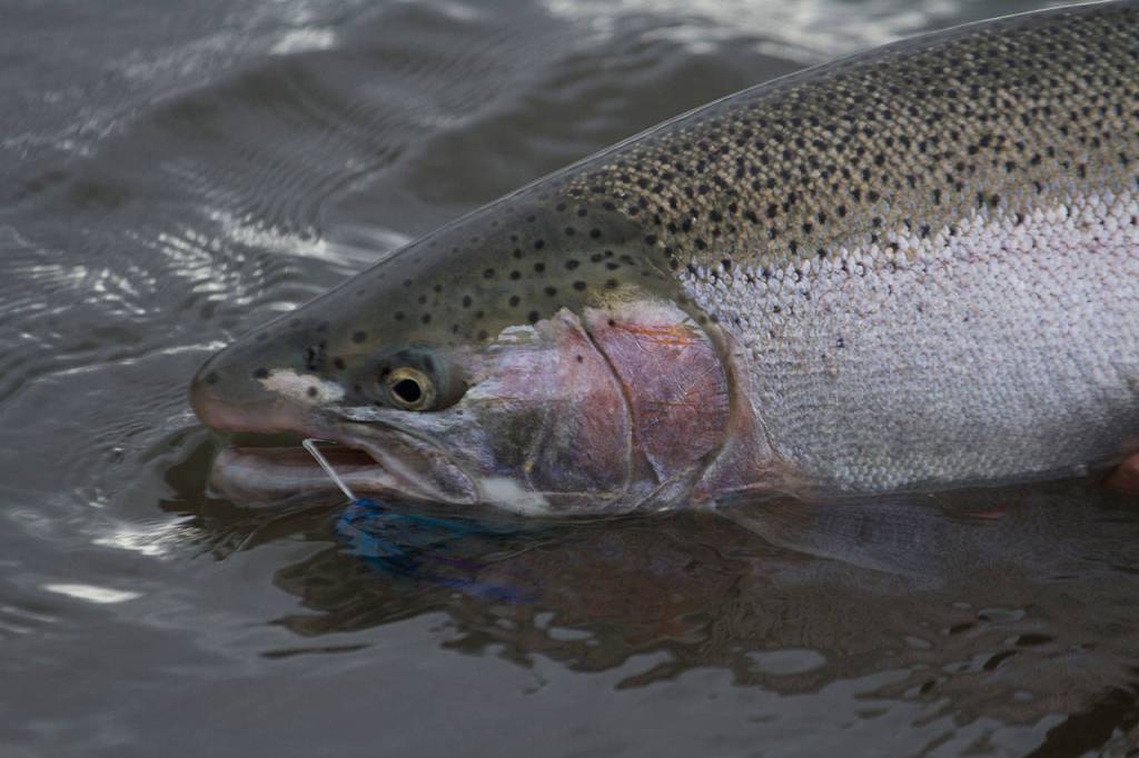 Steelhead are rainbow trout that go to sea to find food, then return to the river to spawn. (Mike Benbow photo)