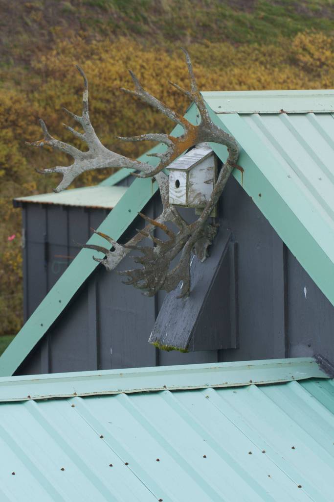 A set of caribou antlers provide some nice perches for nesting birds at the Sandy River Lodge in Alaska. (Mike Benbow photo)