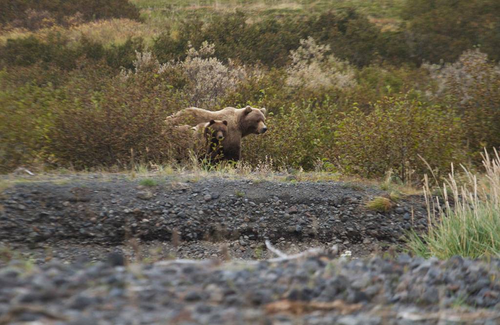A brown bear and a cub walk along the Sandy River looking for food. (Mike Benbow photo)