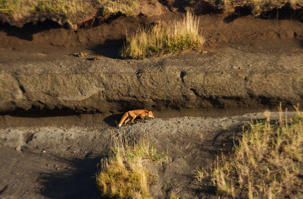 A red fox works its way up a steep riverbank into the tundra. (Mike Benbow photo)