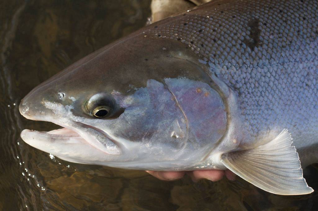 A nice steelhead before its release back into the Sandy River. (Mike Benbow photo)