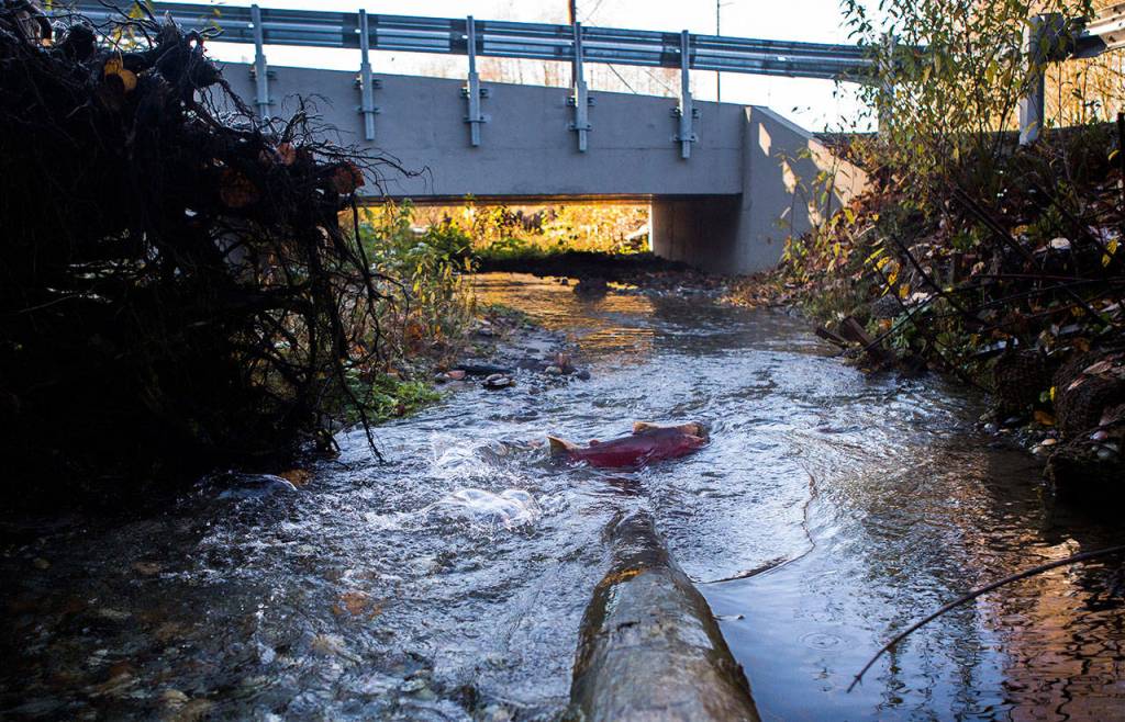 A coho makes its way along Edgecomb Creek on Dec. 3 under a new culvert built specifically to make it easier for the spawning fish to navigate the creek in Arlington. (Olivia Vanni / The Herald)