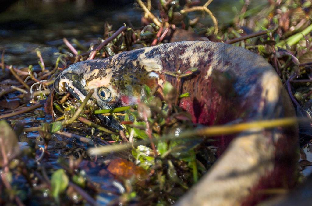 A spawning coho gets tangled in the Edgecomb Creek bed Monday, Dec. 3, in Arlington. (Olivia Vanni / The Herald)