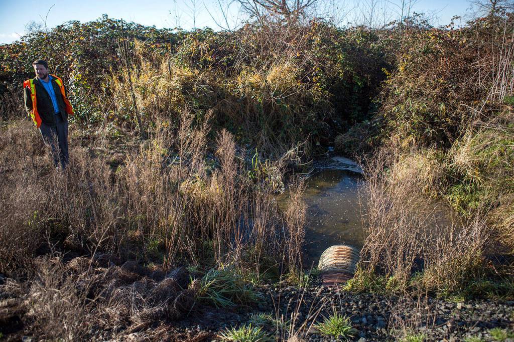 WSDOT Environmental Manager Rob Woeck stands next to an Edgecomb Creek outlet that runs underneath the Burlington Northern railroad on Monday, Dec. 3, in Arlington. This overgrown outlet is the only way for spawning salmon to get to the revitalized spawning grounds of the creek. (Olivia Vanni / The Herald)