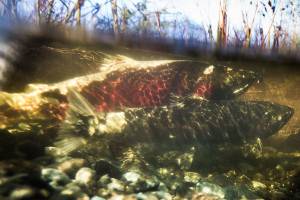 Spawning salmon have one less barrier in an urban creek