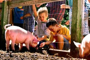 Future of Everett’s Animal Farm is uncertain