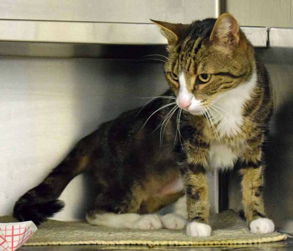 Pepper isnt showing his true self, he is a little stressed hanging out with us. But we know that he would be a good pet if given time to adjust to his new family. Having places for Pepper to hid and watch what is going on will also help him adjust. He has lived with other cats and dogs, but did not do well with them. But he has lived with kids of all ages and enjoys their company. (Arleigh Movitz/Everett Animal Shelter)