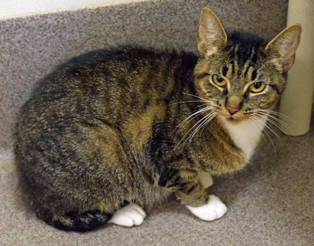 Peppermint Patty is a playful and friendly cat. She has lived with other cats but she will still need a slow introduction. (Arleigh Movitz/Everett Animal Shelter)