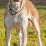 Juno came to us with a litter of puppies. She is friendly and greets every person with a wagging tail and excitement. Juno does not like other dogs so will need to be the only dog in the home. She will need secure fenced yard and is not suitable for apartment living. Any children in the home will need to be over 13 years. (Curt Story/Everett Animal Shelter)