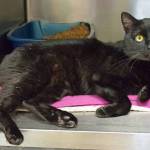 Levi can be a bit shy when he first meets someone new, but he has been warming up to staff and volunteers. He is only a year old, so he hasnt had much time to experience a lot. He came in as a stray so we dont know his history, but he really seems to like chin scratches and head rubs! (Arleigh Movitz/Everett Animal Shelter)