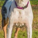 Mandy is an 8 year old Catahoula Leopard Dog Mix who will melt you heart. She is an amazing athlete and would love an active family that goes for hikes, runs and long walks. Mandy would love a home where she wont have to compete with other dogs for attention. This girl wants to be your one and only. Mandy is strong and energetic so children in the home should be over 9 years old. Catahoulas are herding dogs and they love to do their job. For this reason we are requiring that her forever home be feline free. Mandy has had a history of urinary tract infections and will need monitoring for that. A healthy diet and supplements for good urinary tract health will help to improve her overall well being. Please read about the Catahoula Leopard Dog prior to meeting Mandy. (Curt Story/Everett Animal Shelter)
