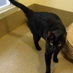 Peeta is a friendly cat but can be a bit shy. We are looking for an adopter that understands it may take some time for him to adjust to his new forever home. He has done well living with other cats here and has lived with older kids previously as well. We recommend a home where he can have space to relax. Young kids make him nervous (poor guy!), so we want to make sure he goes to a home without children under the age of 10. (Arleigh Movitz/Everett Animal Shelter)