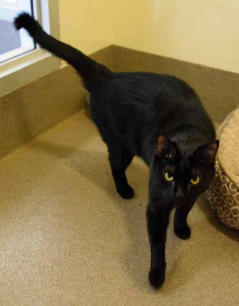 Peeta is a friendly cat but can be a bit shy. We are looking for an adopter that understands it may take some time for him to adjust to his new forever home. He has done well living with other cats here and has lived with older kids previously as well. We recommend a home where he can have space to relax. Young kids make him nervous (poor guy!), so we want to make sure he goes to a home without children under the age of 10. (Arleigh Movitz/Everett Animal Shelter)