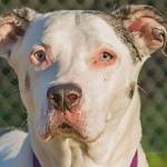 A few cats and a couple of dogs up for pet adoption in Everett