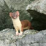 A weasel is shown in this undated photo. (Mike Benbow / Herald file)