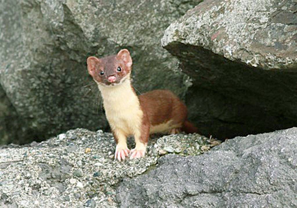 A weasel is shown in this undated photo. (Mike Benbow / Herald file)
