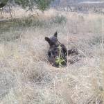 The bears feet were so badly burned that she was crawling on her elbows and knees when she was found. When she laid down, she held her burned paws in the air. (Steve Love)