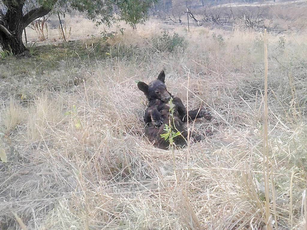 The bears feet were so badly burned that she was crawling on her elbows and knees when she was found. When she laid down, she held her burned paws in the air. (Steve Love)