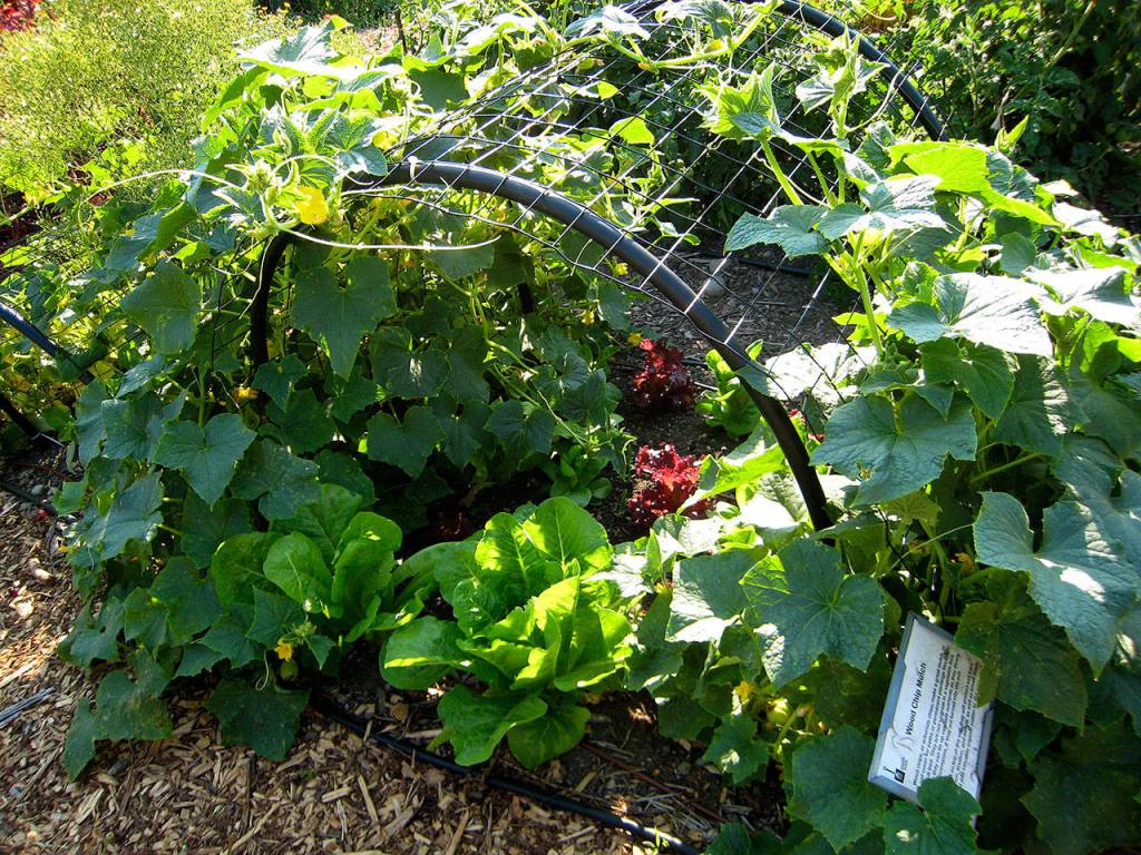 Gardening experts will get you prepped for growing season