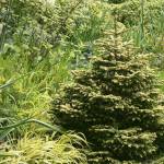 The needles of the golden Caucasian spruce emerge vivid yellow  then, gradually, they become softly gilded. (Richie Steffen)