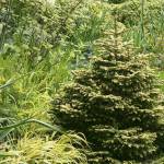Great Plant Pick: Picea orientalis ‘Skylands,’ golden Caucasian spruce