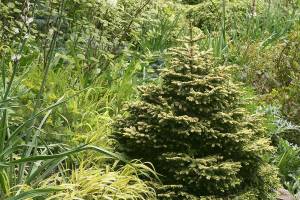 Great Plant Pick: Picea orientalis ‘Skylands,’ golden Caucasian spruce