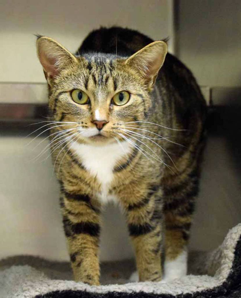 Hearts is a social kitty, who enjoys hanging out with staff and volunteers. She is just 2 years old, but will need a gradual introduction to any resident pets. (Arleigh Movitz/Everett Animal Shelter)
