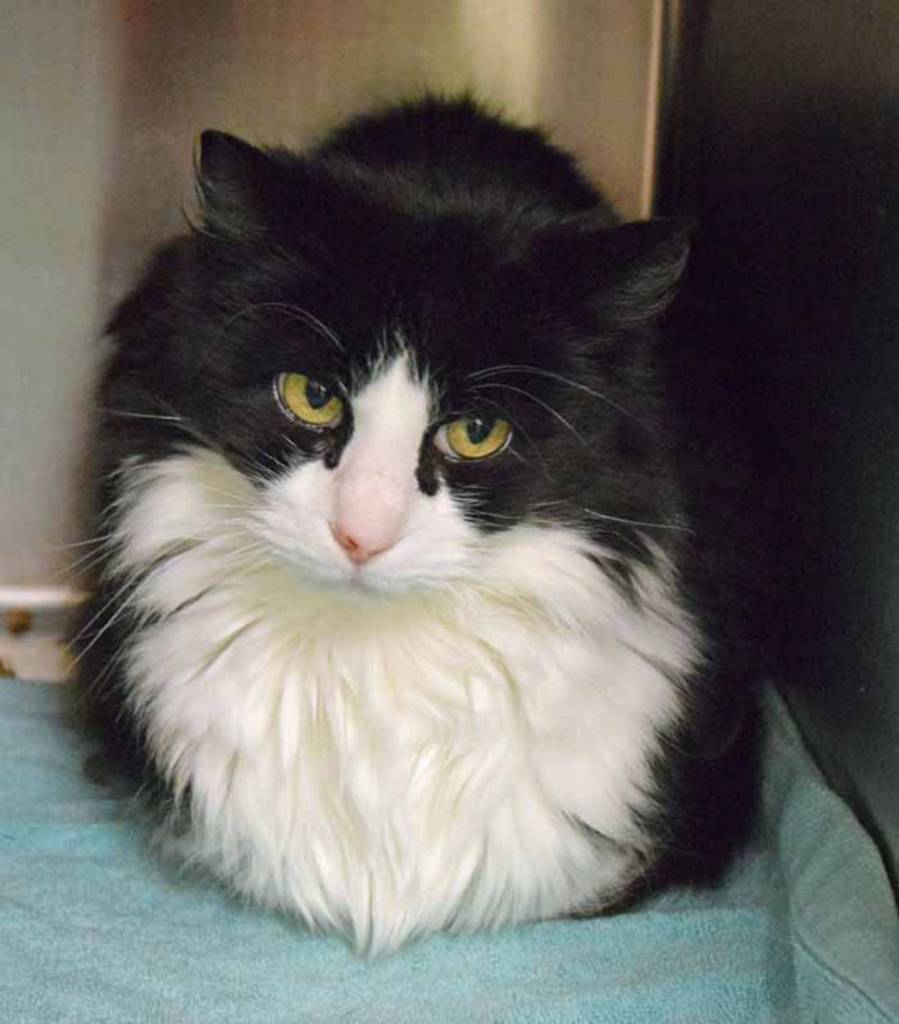 10 year old Jack Frost is acting shy because he has had some bad luck lately. Even though Jack Frost is acting shy, he is showing that he wants to be petted. He will need a home that will let him settle in at his own pace. (Arleigh Movitz/Everett Animal Shelter)