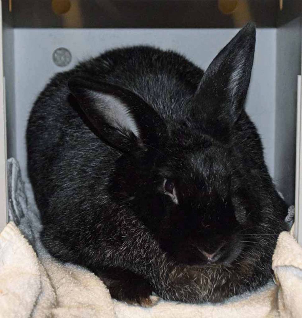 Jafar is a big guy looking for a forever home. He has lived with other animals before and has done well with cats and other rabbits, but does not care for dogs. He has been using the litterbox well but does not like for his food to be near the litter box. Jafar came to us already neutered. Adoption special: *Comes with a large outdoor hutch for spring and summer time $50. (Arleigh Movitz/Everett Animal Shelter)