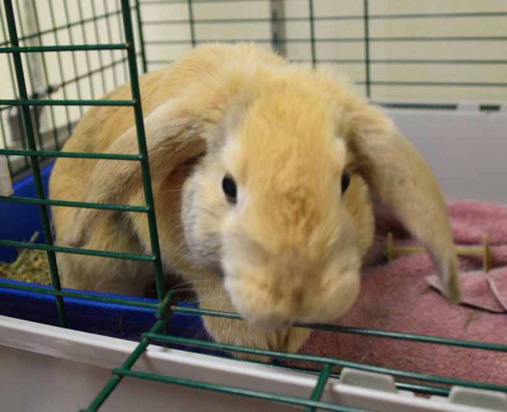 Meet 1 year old Mosin, He is one cute Holland Lop bunny! Since he came to us as a stray we dont have a lot of history on him. All of our Rabbits come spayed/neutered and micro-chipped prior to adoption. (Arleigh Movitz/Everett Animal Shelter)